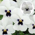 Afbeelding van Viola P9 kleinbloemig White blotch